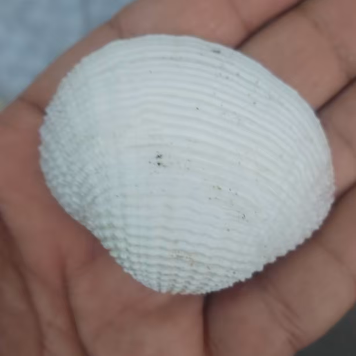 صدف کفه ای شیاردار خارجی