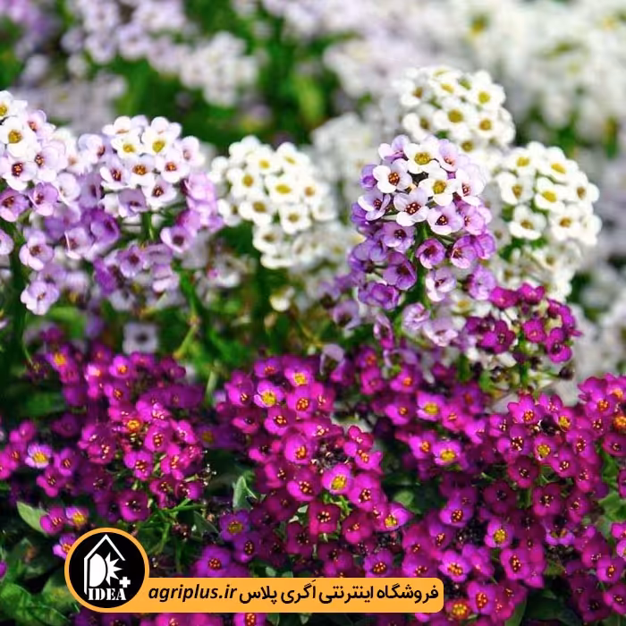 بذر گل آلیسوم