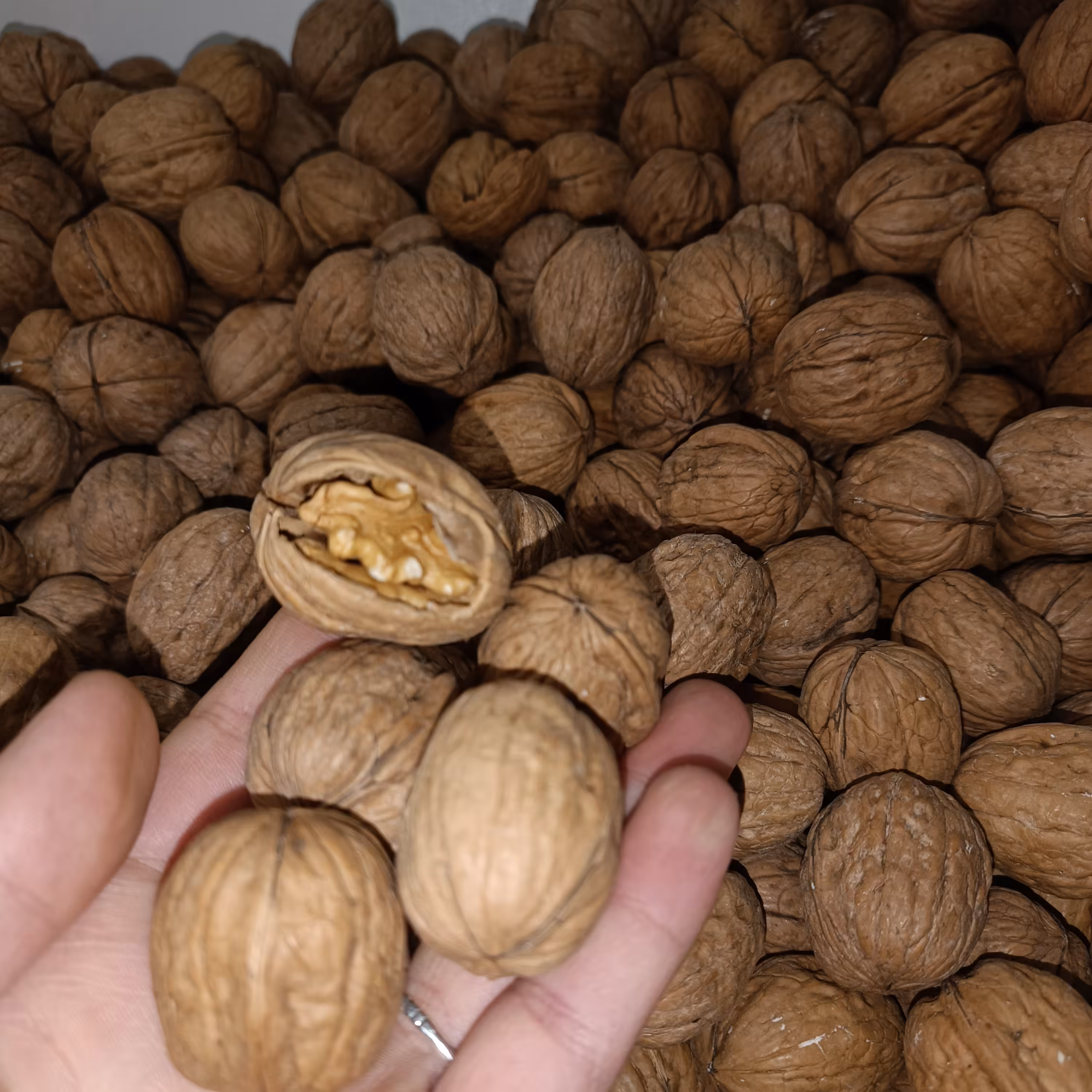 گردو پوست کاغذی بلغار  یک کیلویی