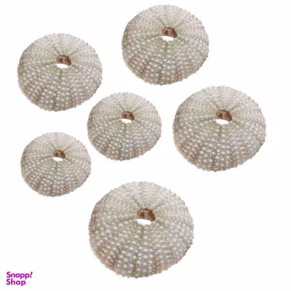 دکوری مدل توتیا دریایی بسته 6 عددی