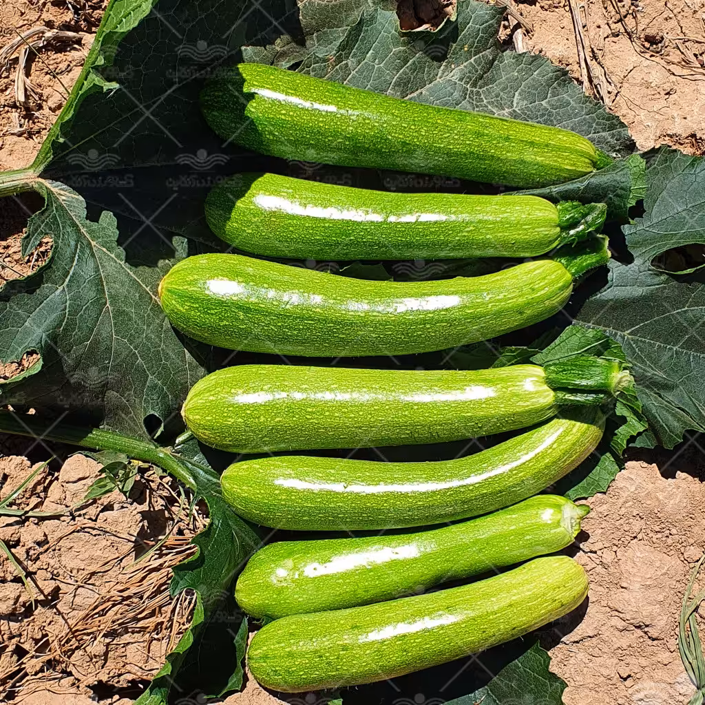 بذر کدو یک بسته 
