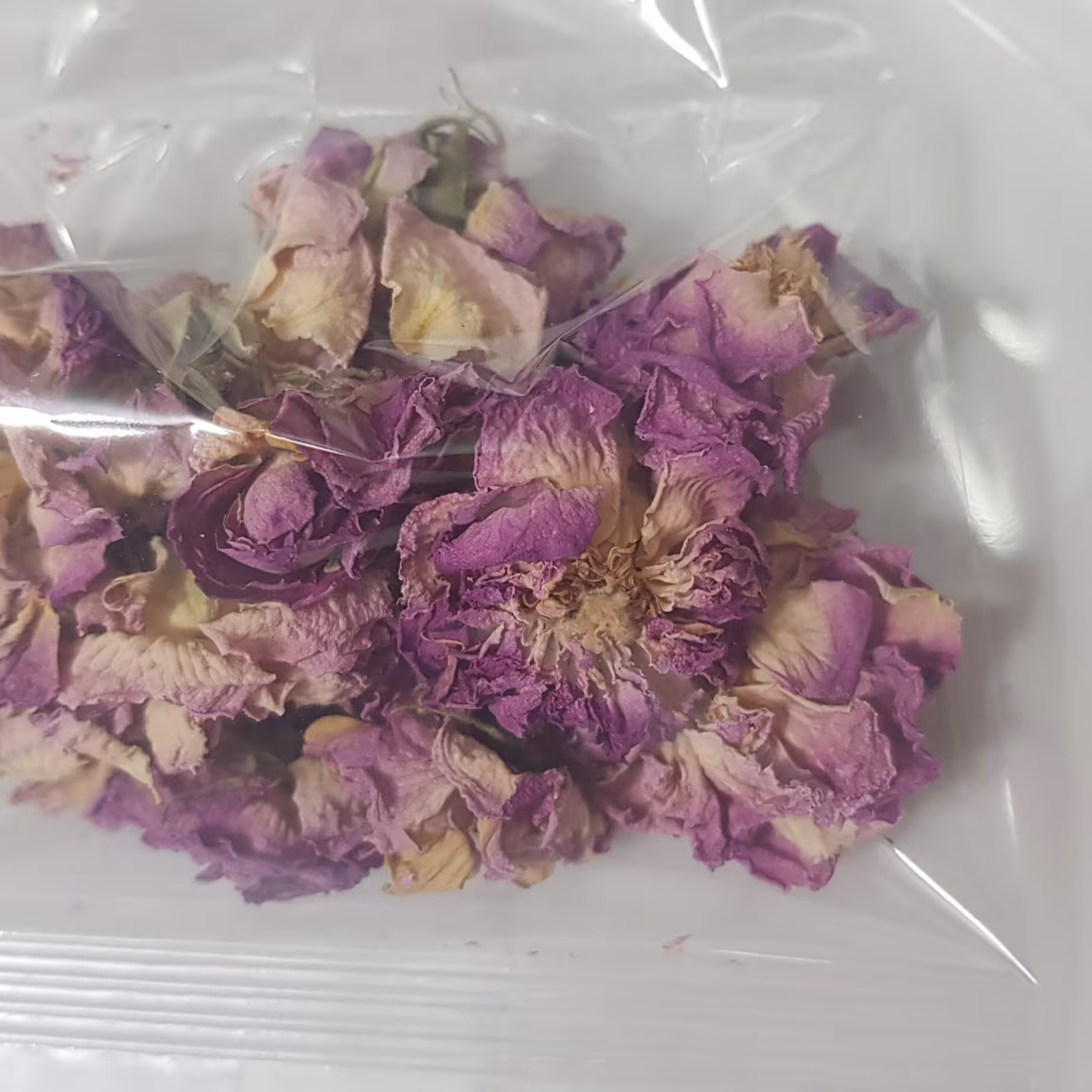 گا محمدی باز خشک شده در افتاب