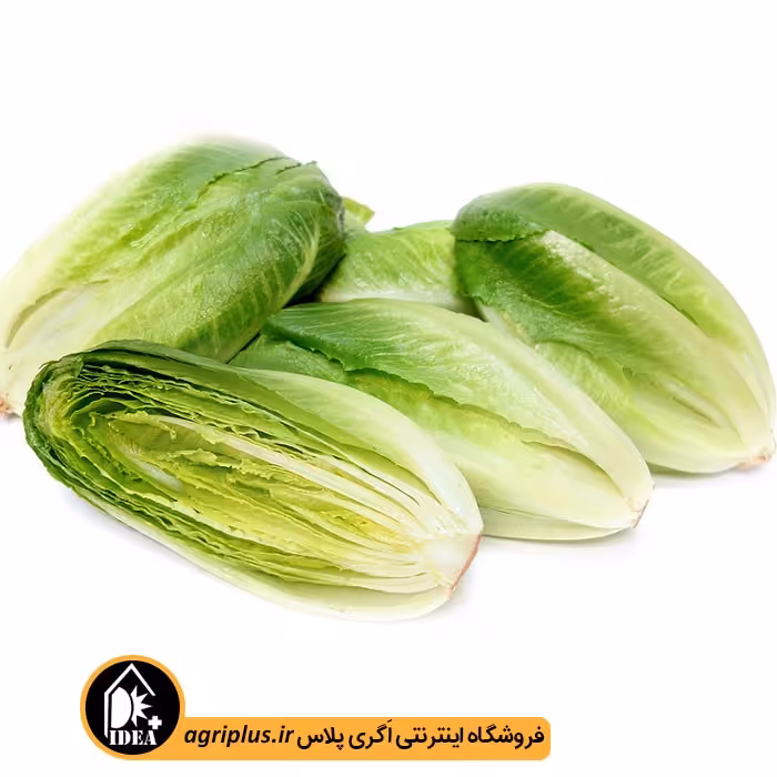 بذر کاهو سیاه سوری دیررس پاسارگاد