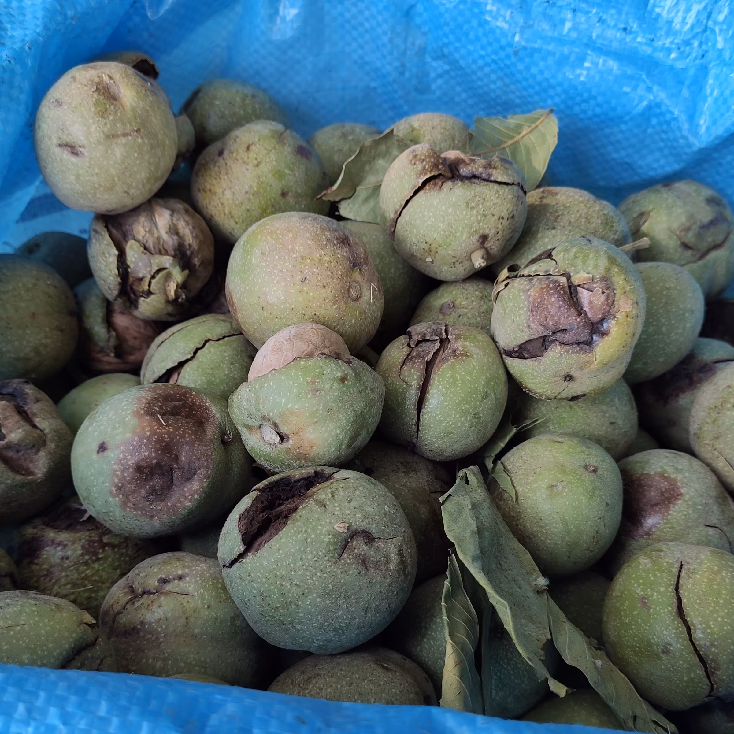 گردوی نهاوند