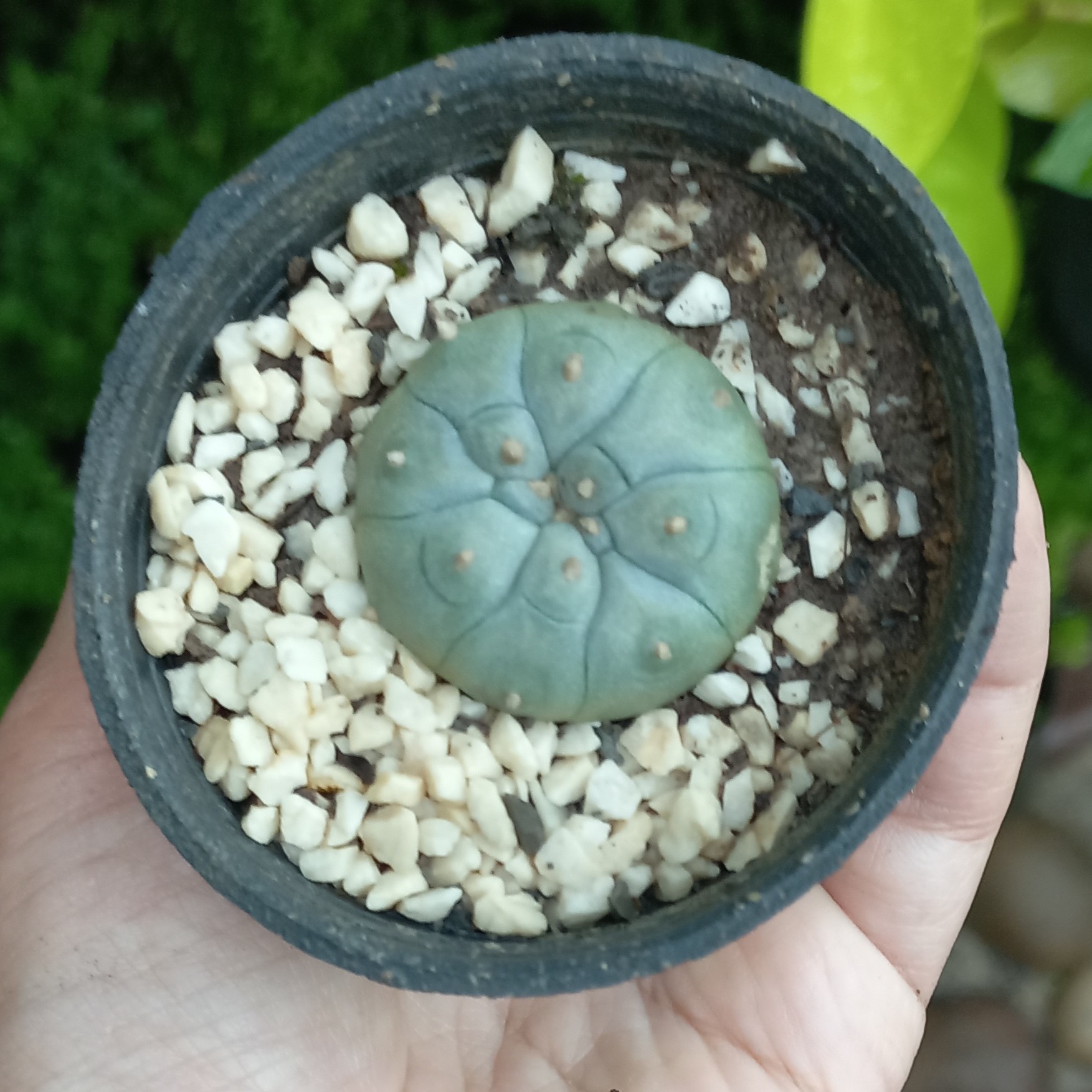 لوفوفورا (پیوت)