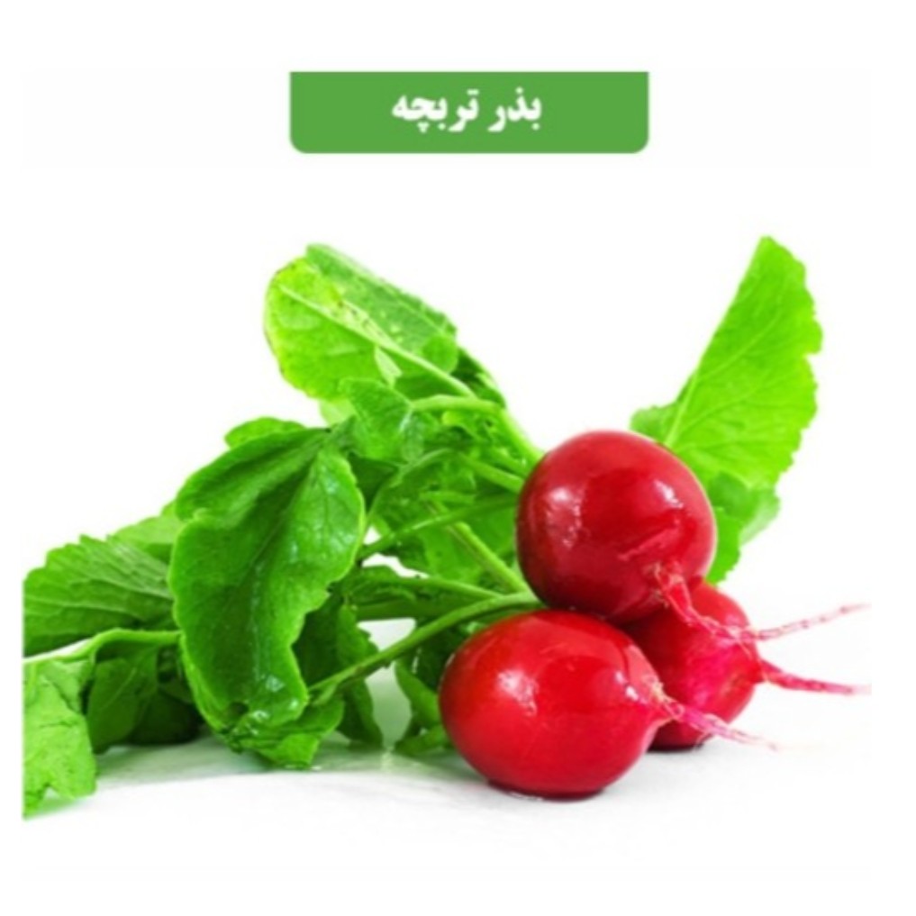 بذر تربچه عطار بانو