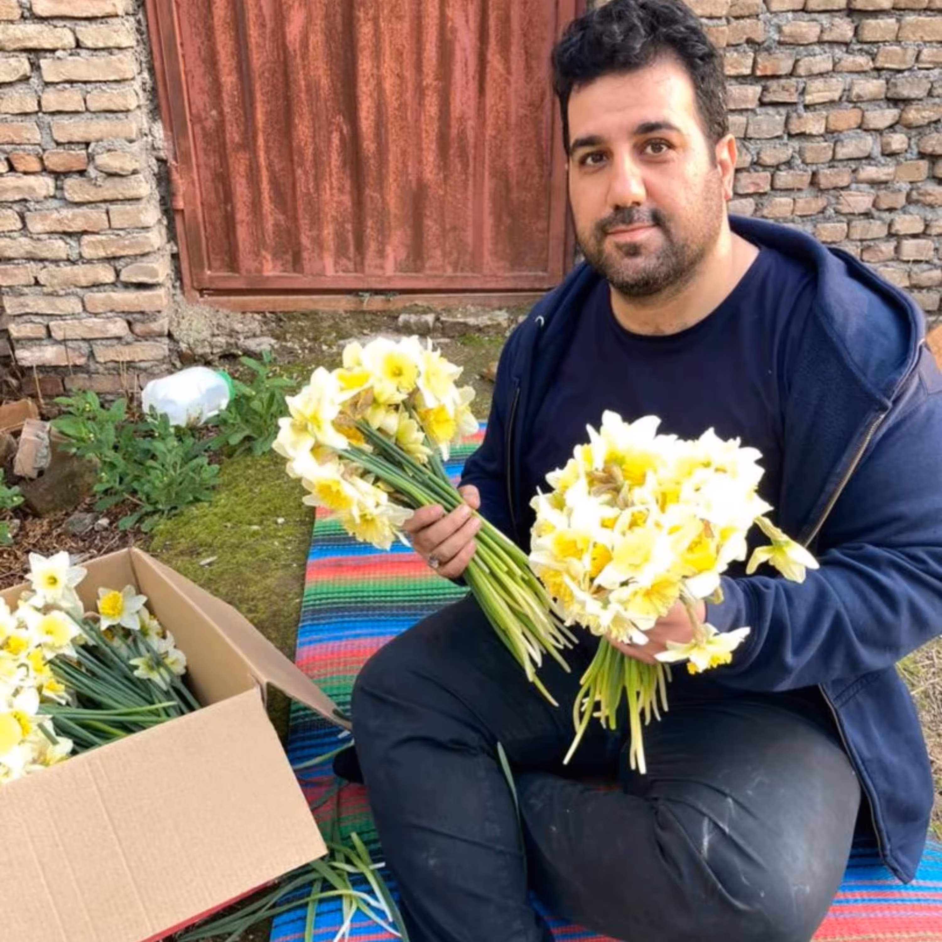پیاز گل نرگس هلندی آیس فلیس ( پک 50 تایی)
