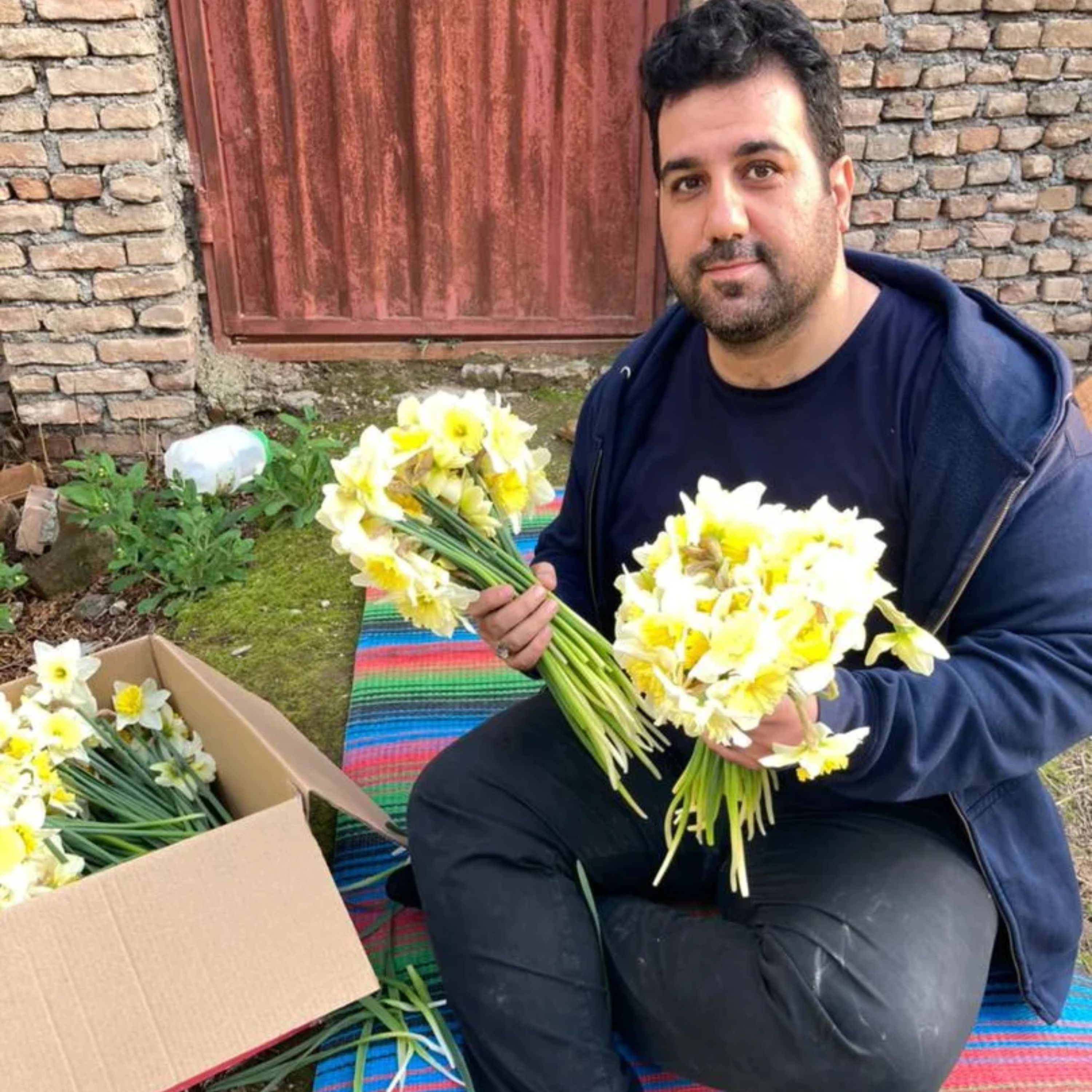 پیاز گل نرگس هلندی آیس فلیس ( پک 50 تایی)