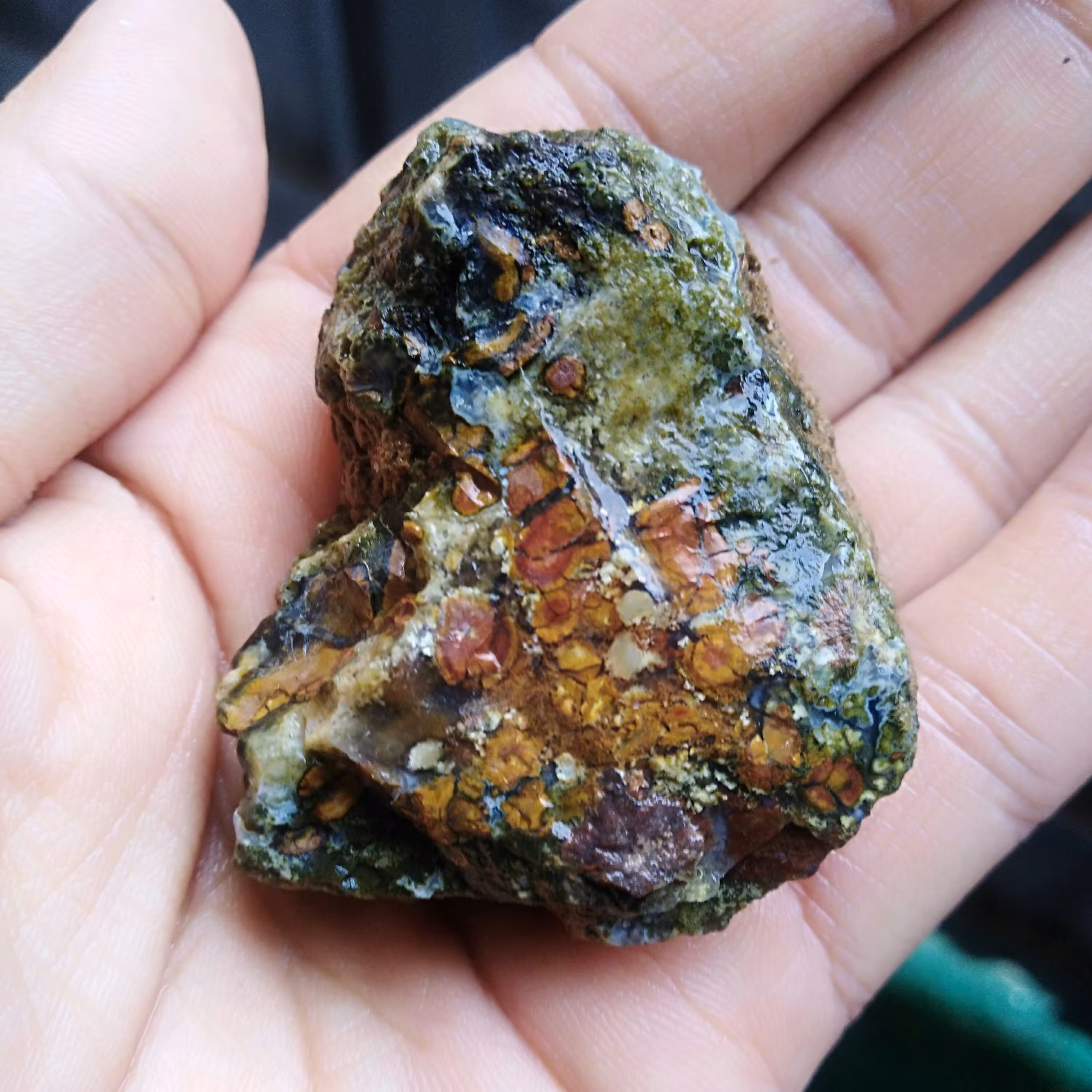 راف جاسپر اقیانوسی(بابا قوری دار) دیدنی کاملا طبیعی