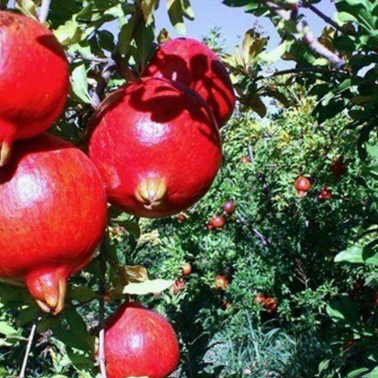 نهال انار هیبرید ترش درشت چهار ساله