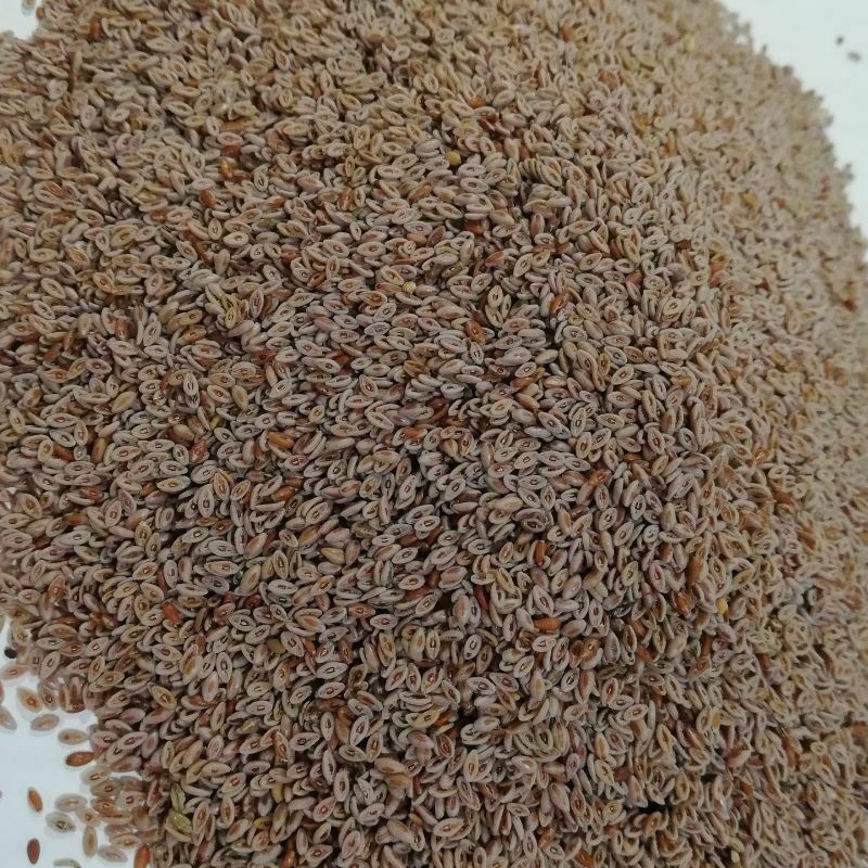 اسفرزه درجه یک