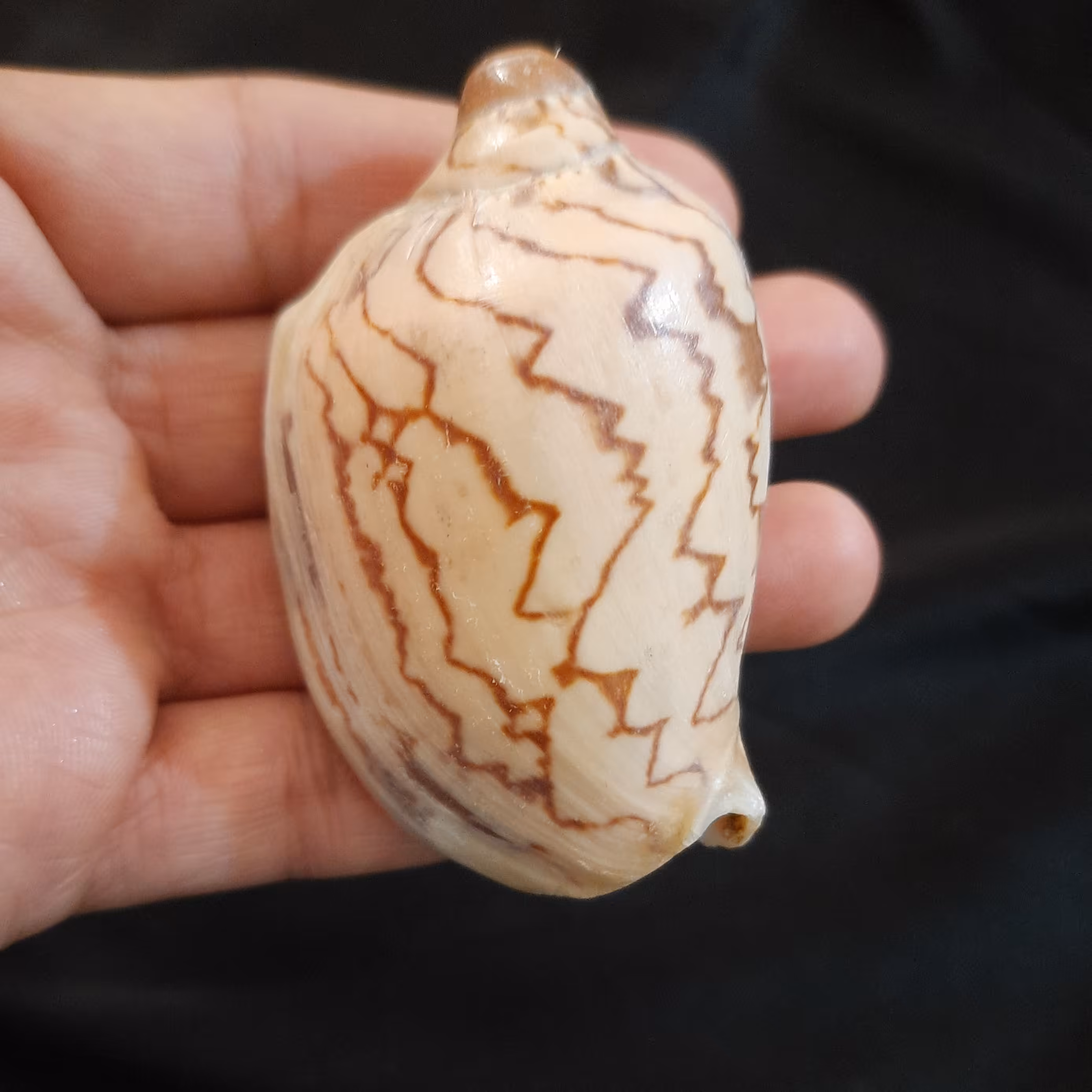 صنایع دستی صدفی،صدف طرح دار  