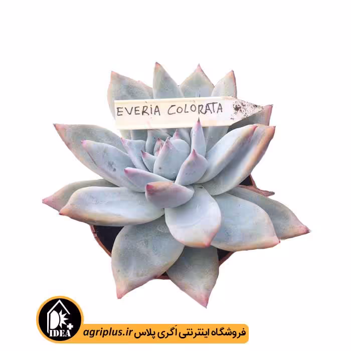 بذر ساکولنت Echeveria Agavoides Colorata