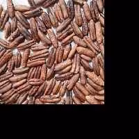 هسته خرما درشت درجه یک مناسب برای پودر قهوه 100 گرم