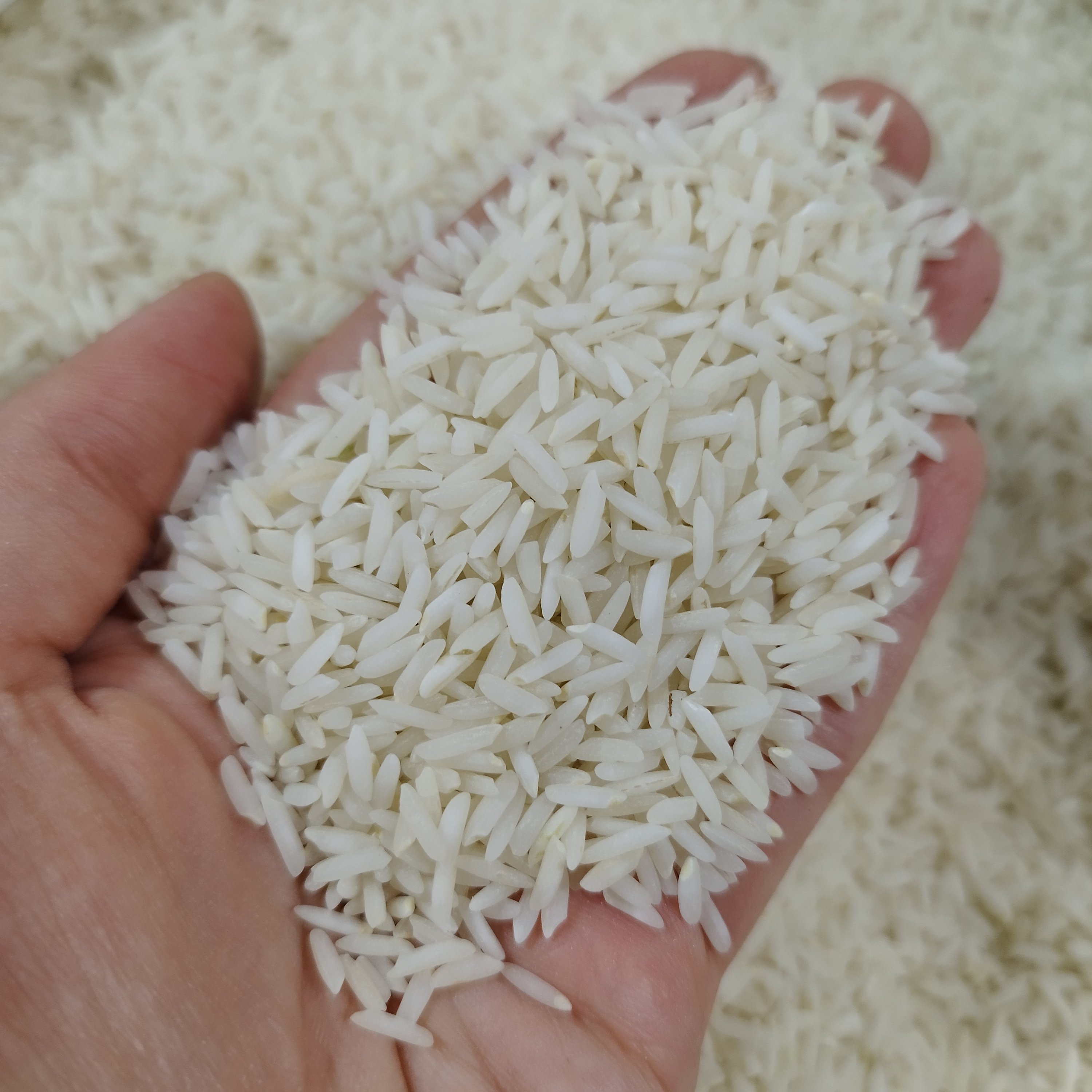 برنج طارم هاشمی اعلا خوشطعم(5کیلو) ارسال رایگان