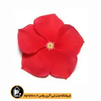 بذر گل پریوش پاسیفیکا (Pacifica) مولر