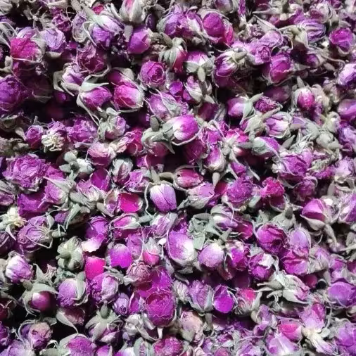 گل سرخ غنچه