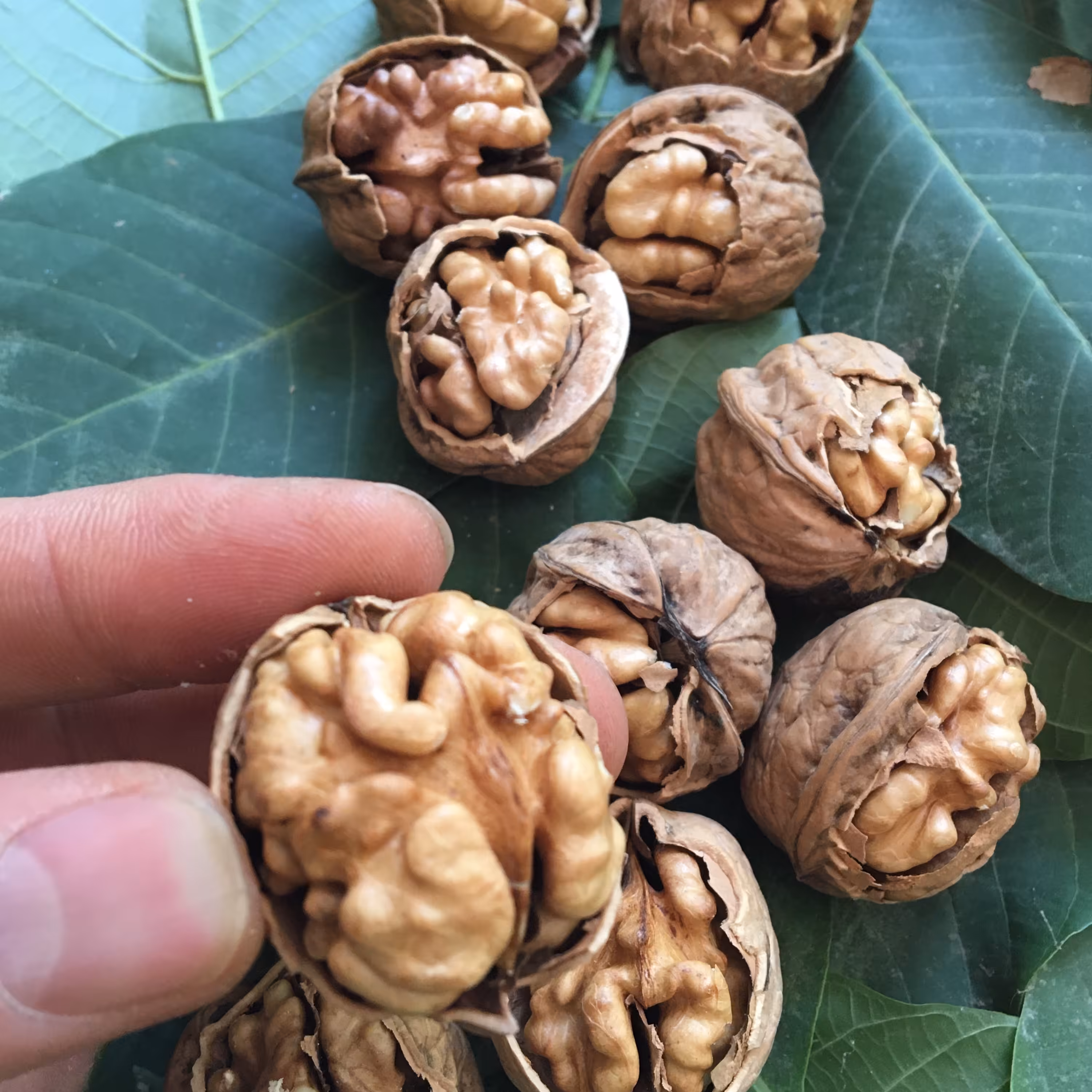 گردو با پوست کاغذی500 گرم نوبرانه 1403