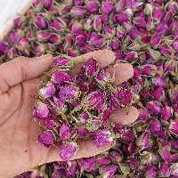 غنچه گل محمدی لاله زار