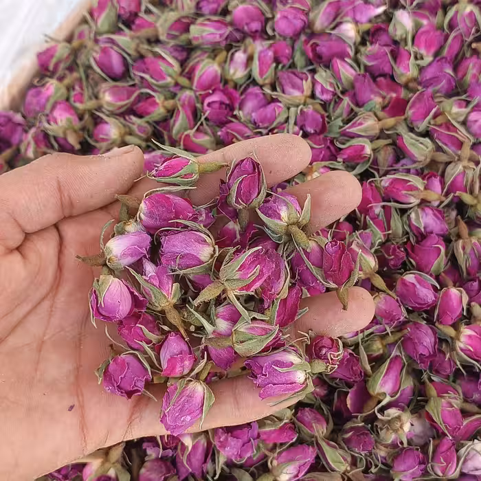 غنچه گل محمدی لاله زار