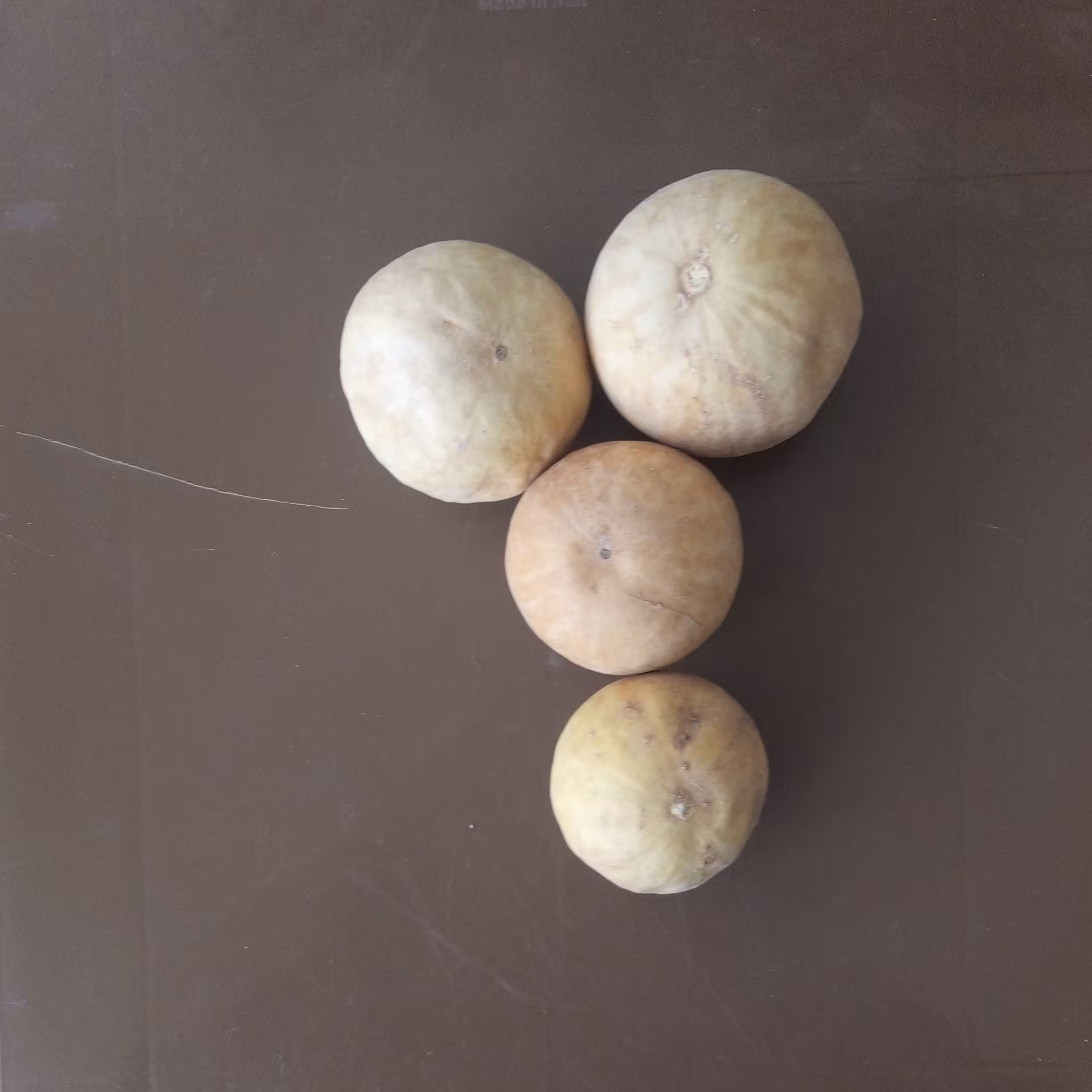 هندوانه ابوجهل (حنظل) 14 گرمی