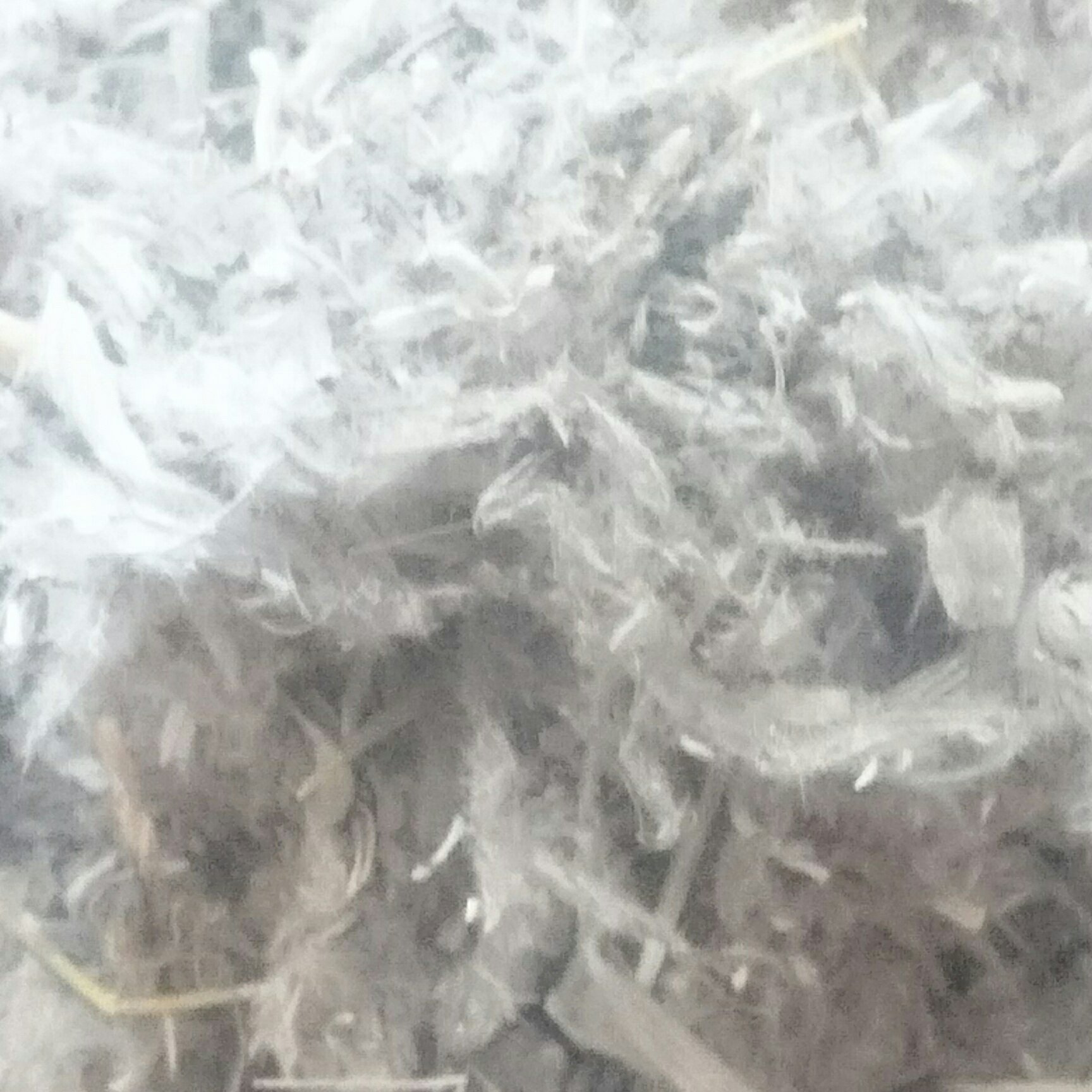 چای کوهی