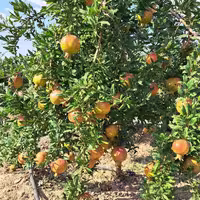 ریشه انار واندرفول 1 ساله
