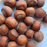 فندق خام نشکسته نیم کیلویی امساله 