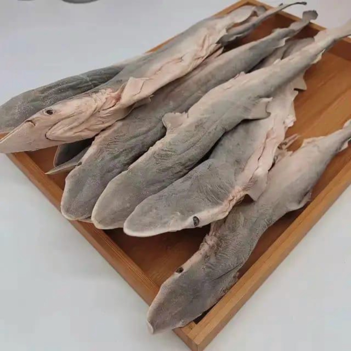تشویقی جویدنی بچه کوسه