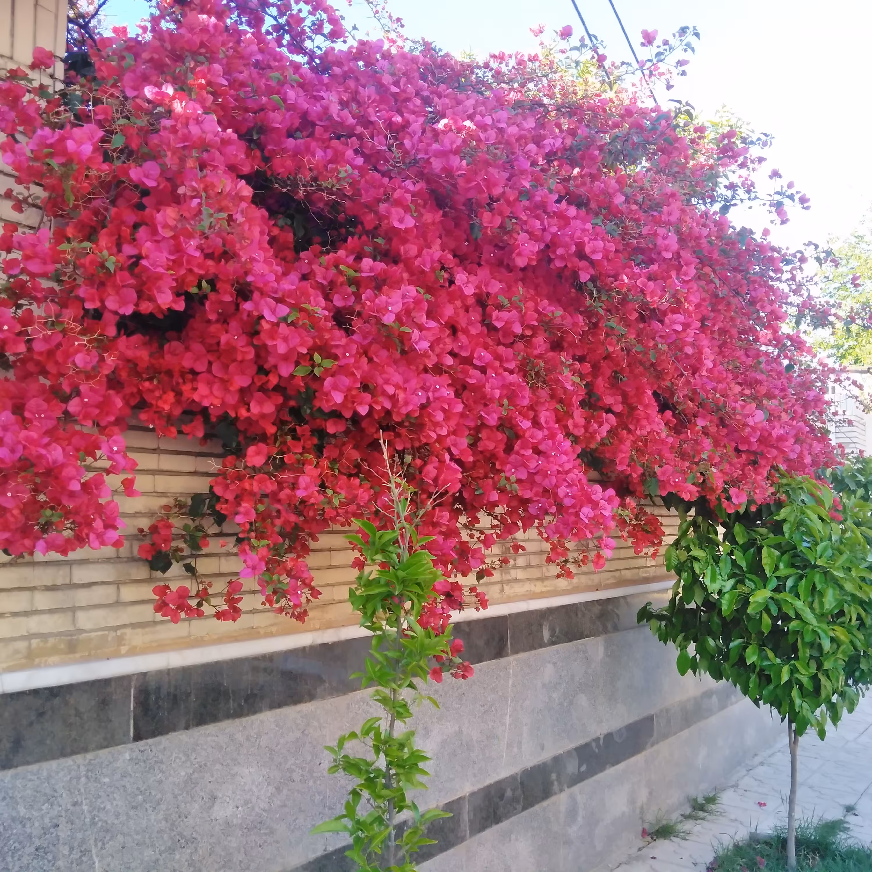 قلمه گل کاغذی قرمز، ( بسته 10 عددی)هزینه ارسال 34 تومن
