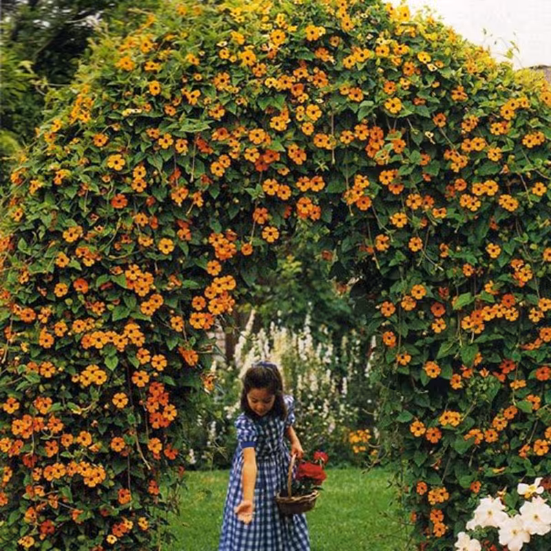 2 عدد  بذر  پیچک سیاه چشم - Black Eyed Susan Vine