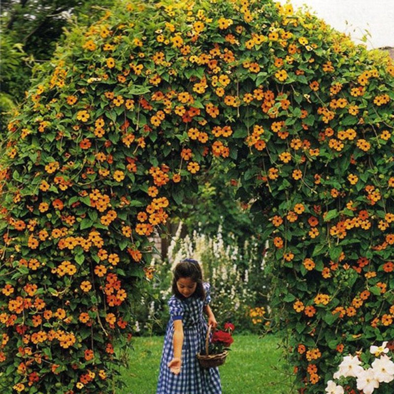 2 عدد  بذر  پیچک سیاه چشم - Black Eyed Susan Vine