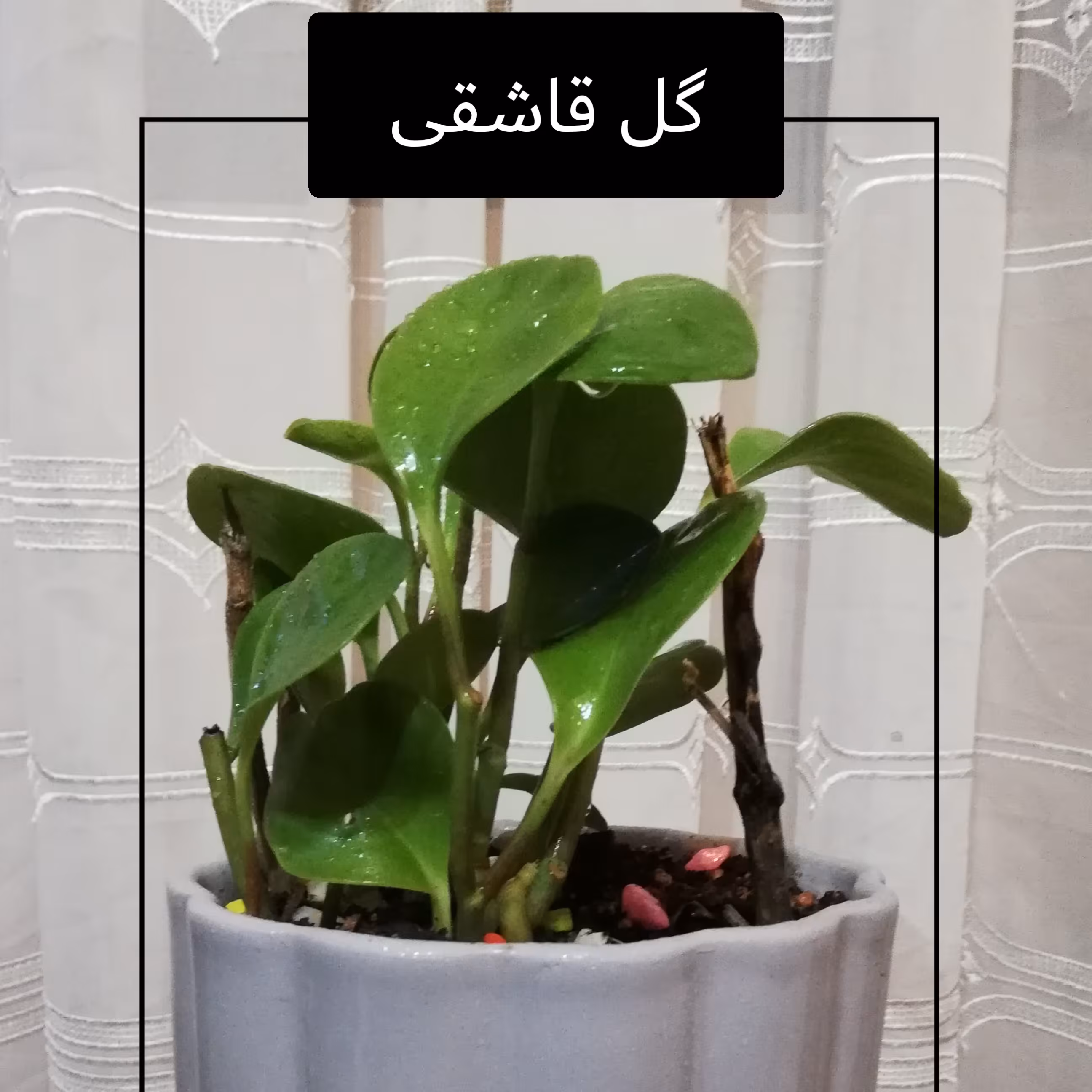 گل و گیاه قاشقی با گلدان سالم و سلامت (پس کرایه)
