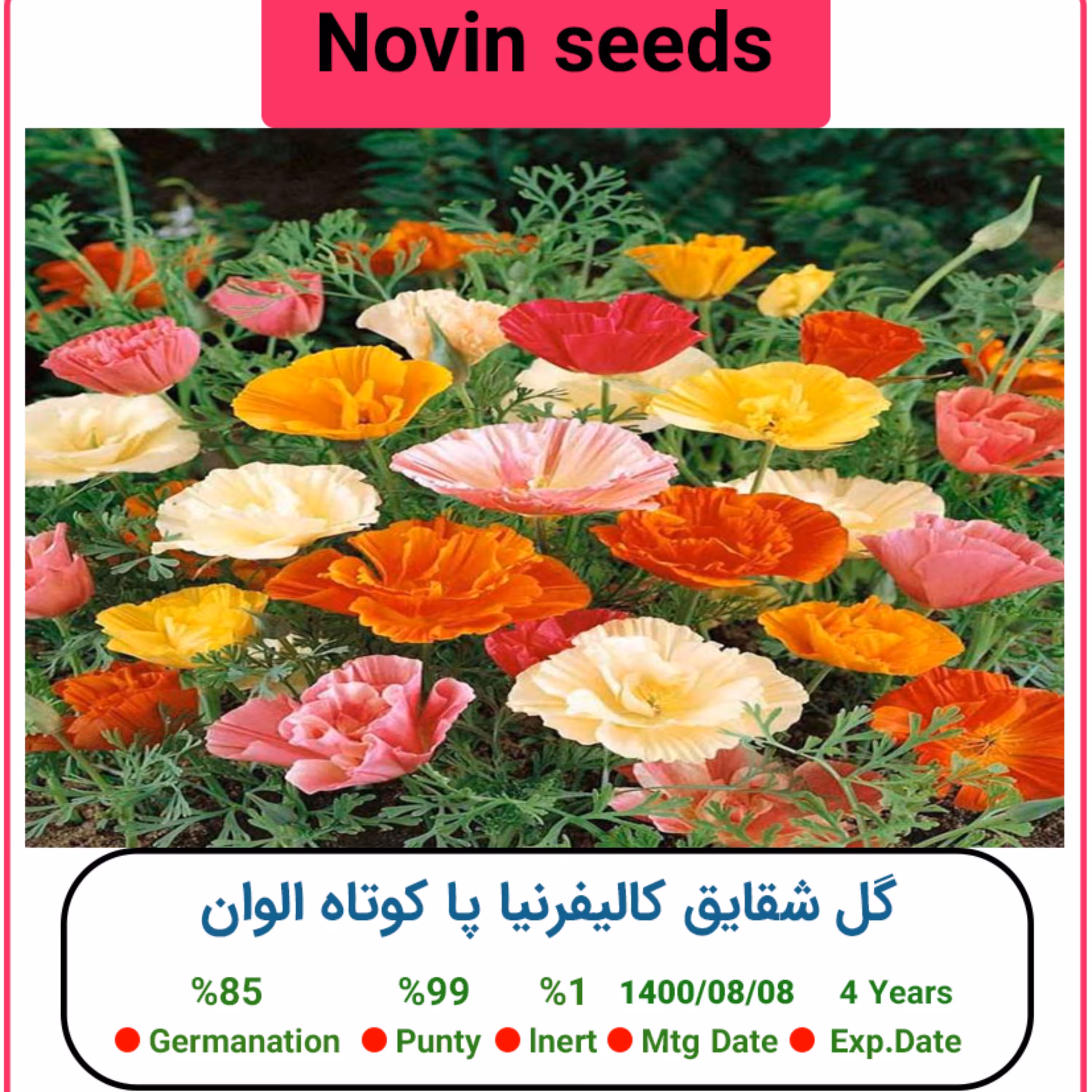 بذر گل شقایق کالیفرنیا پا کوتاه الوان