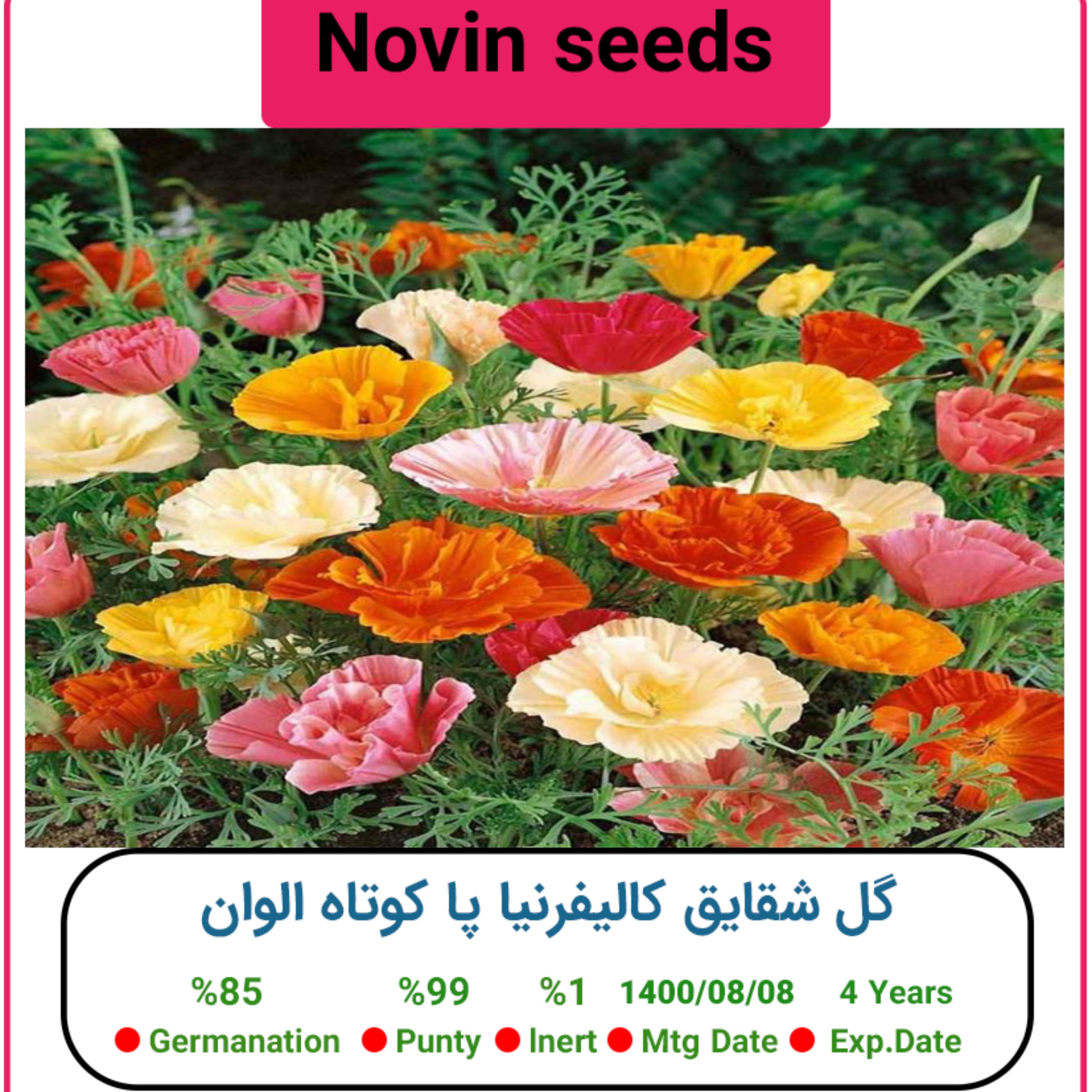 بذر گل شقایق کالیفرنیا پا کوتاه الوان