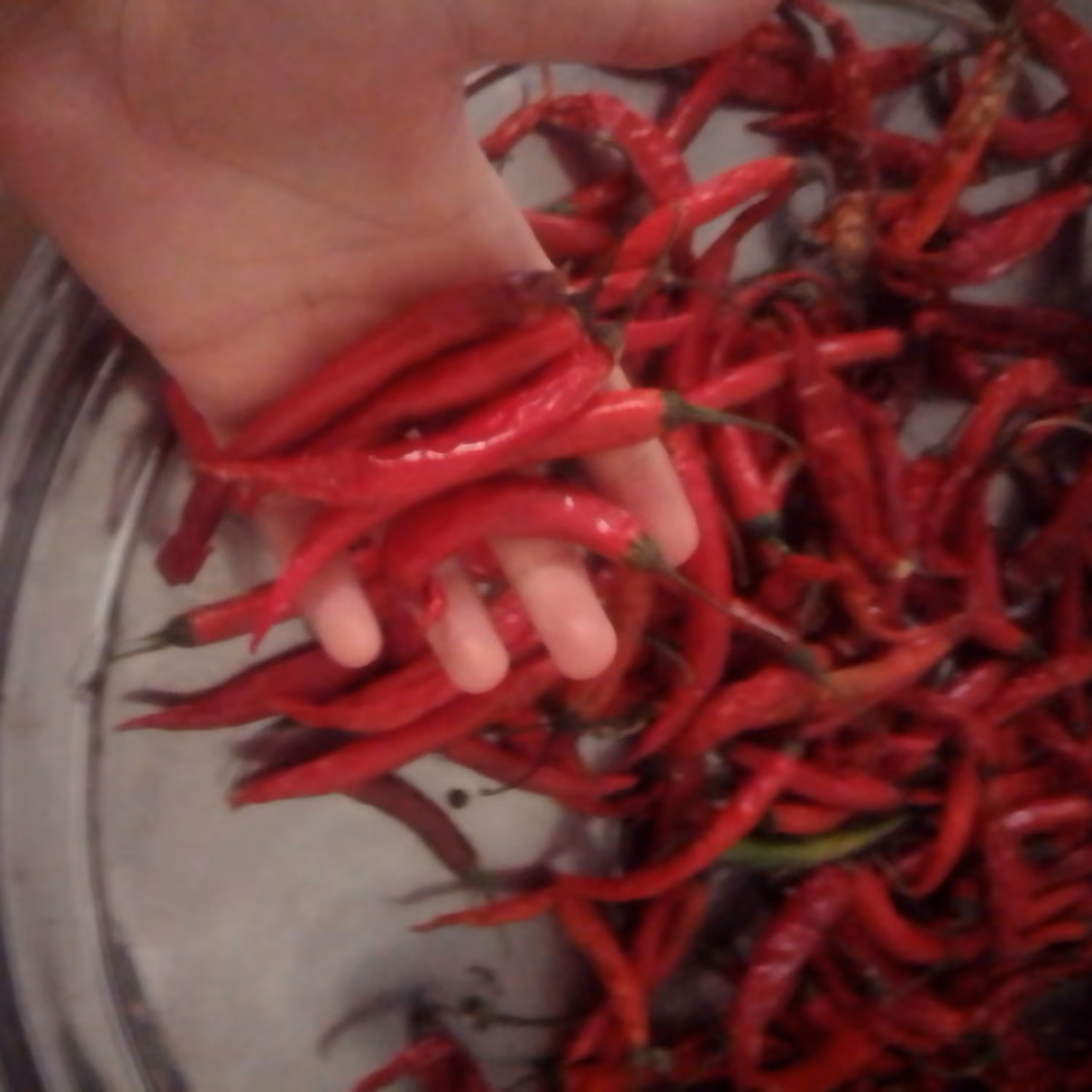 فلفل قرمز صادراتی هم خشک هم تازه