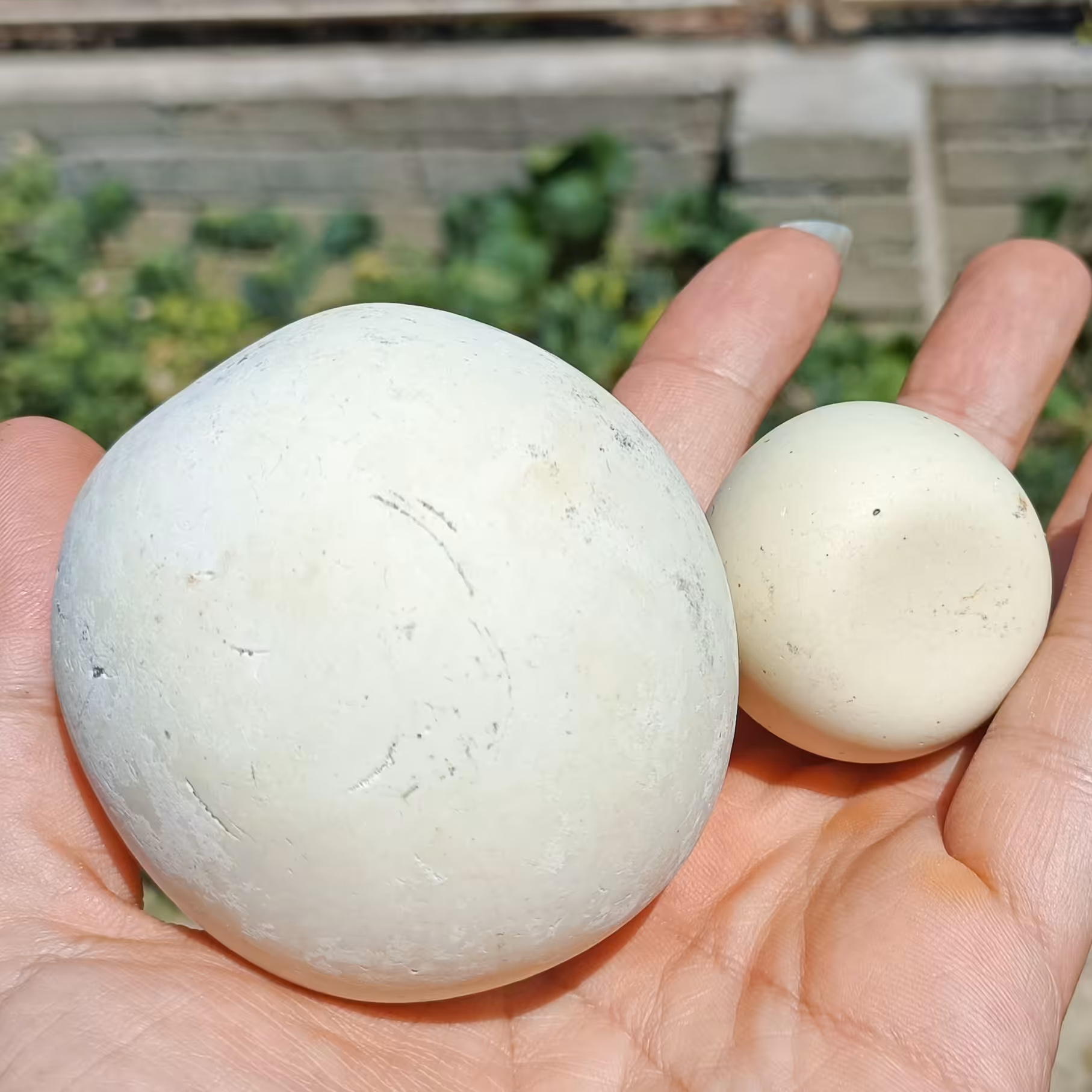 سنگ لونسدالیت مشهور به الماس آسیاب یک جفت کلکسیونی خوشدست