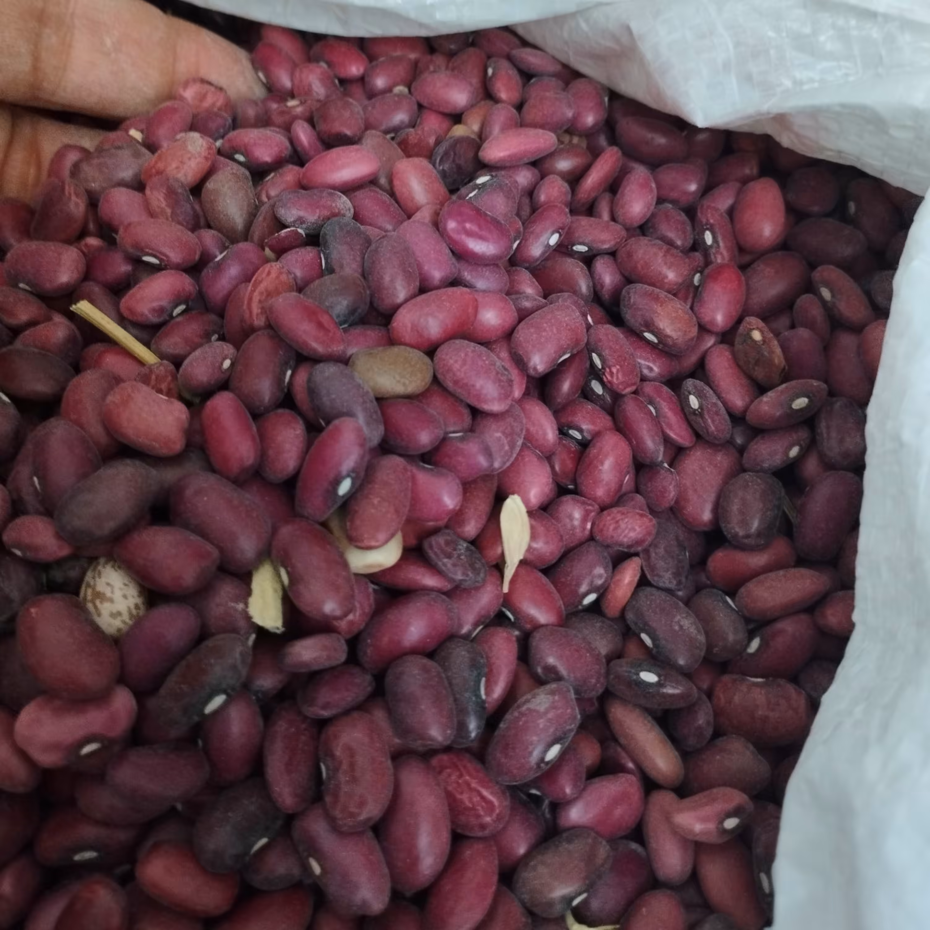 لوبیاقرمز خوش پخت 