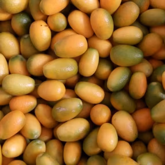 مربای کامکوات 