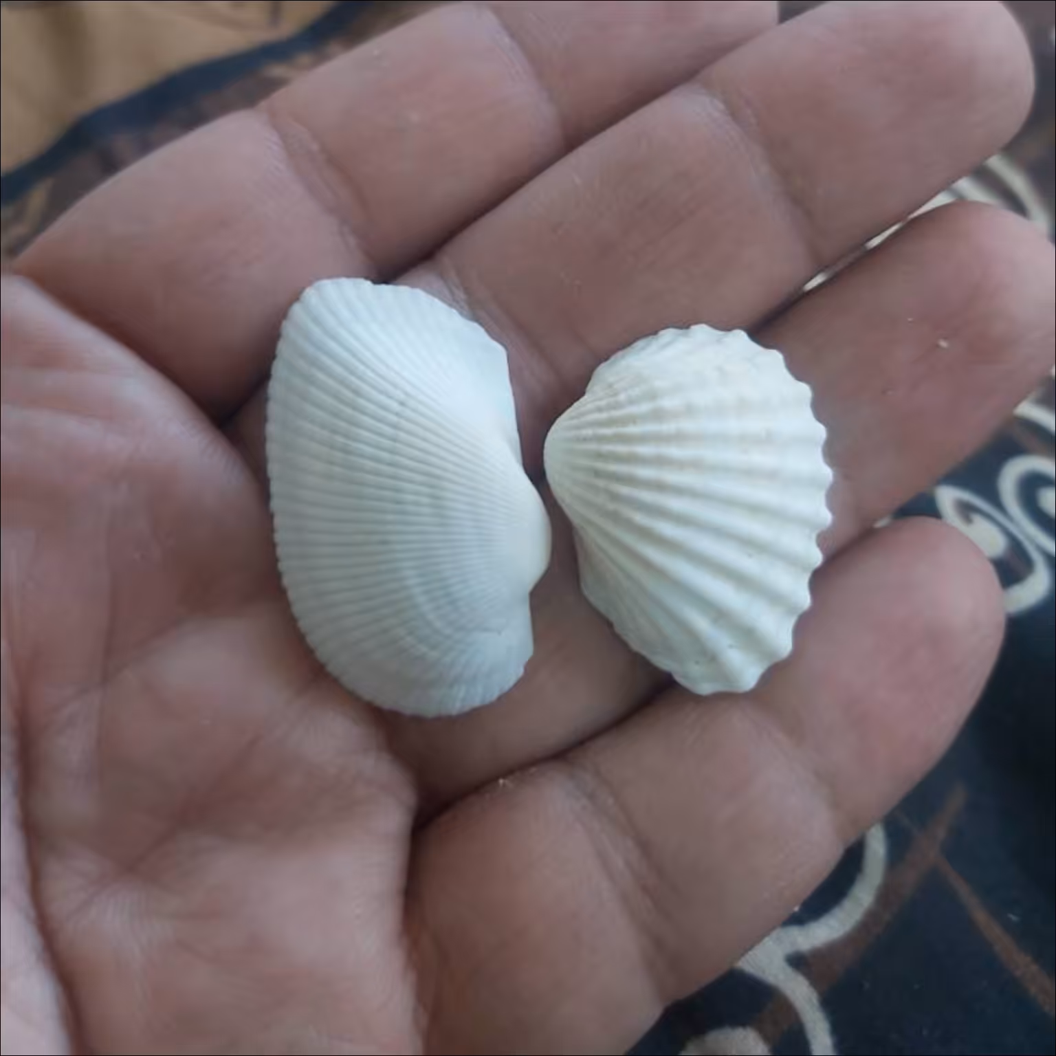 صدف کفه ای شیار دار خارجی