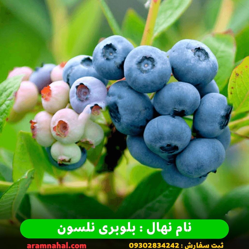 نهال بلوبری نلسون ( ارسال با اتوبوس و تیپاکس - هزینه ارسال به عهده مشتری)