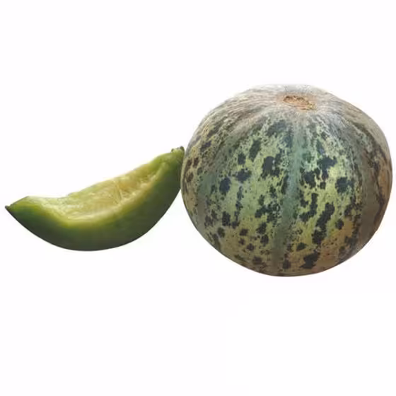 بذر خربزه  تیل سبز
