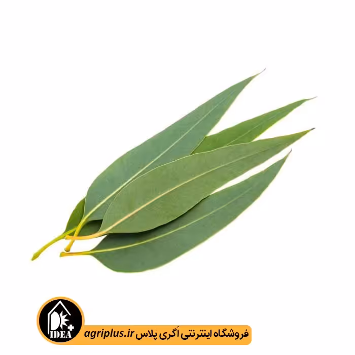 بذر اکالیپتوس