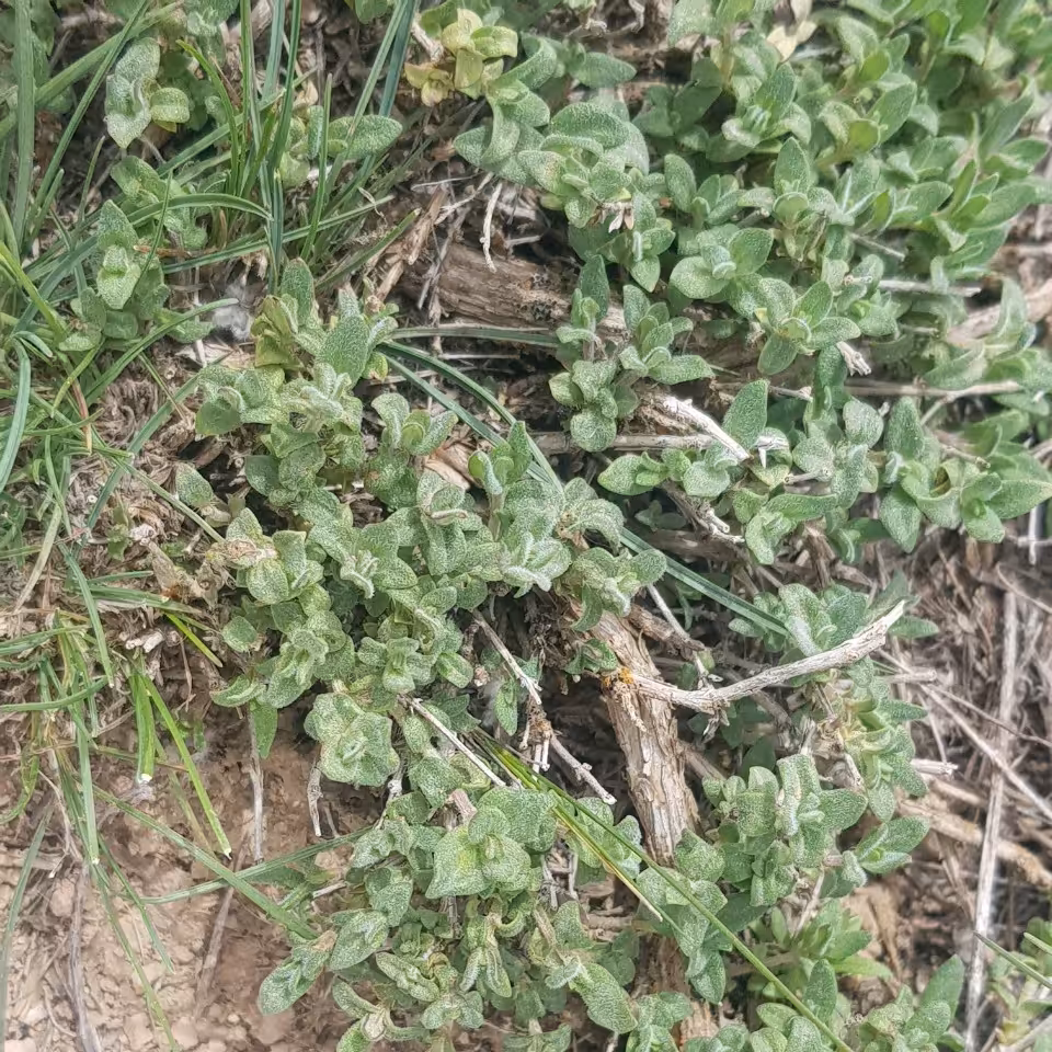 اویشن (کوهی) طبیعی بسیار خوش بو و طعم