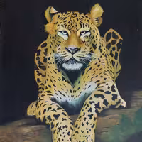 نقاشی رنگ روغن ببربه ابعاد 50 در 70 بدون قاب