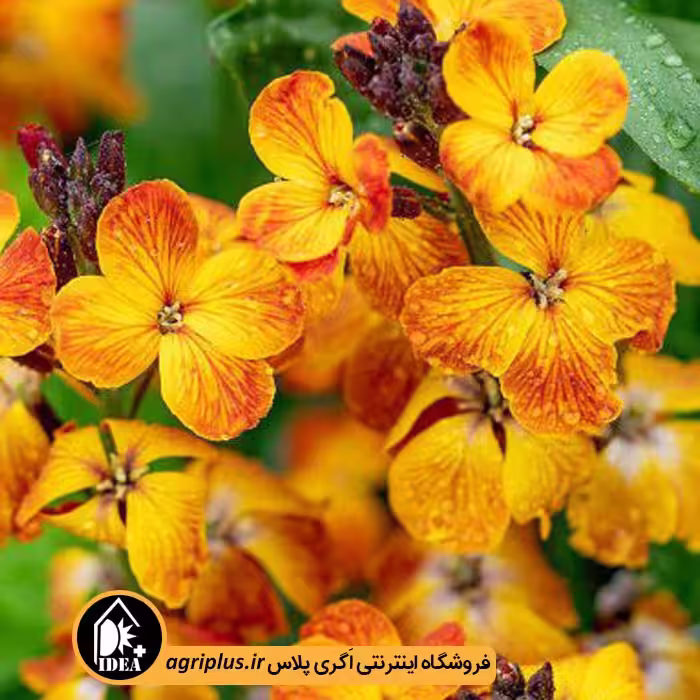 بذر گل شب بو زعفرانی