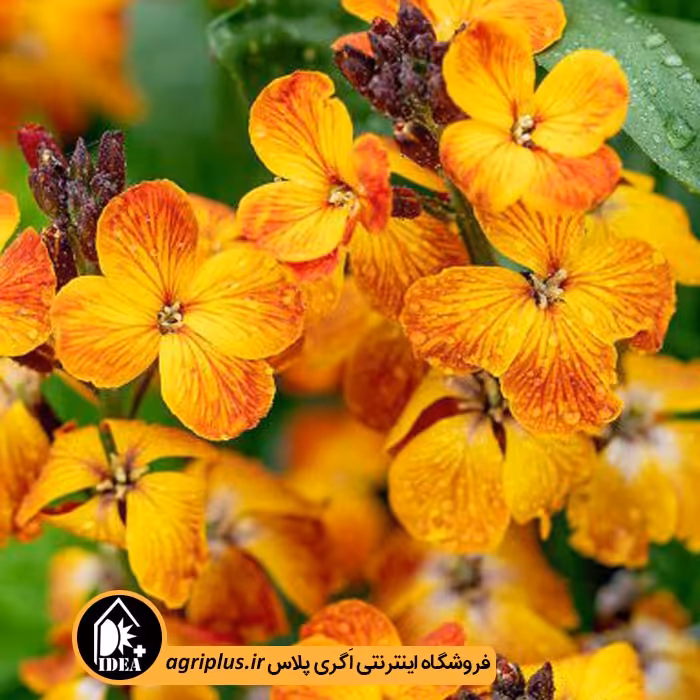 بذر گل شب بو زعفرانی