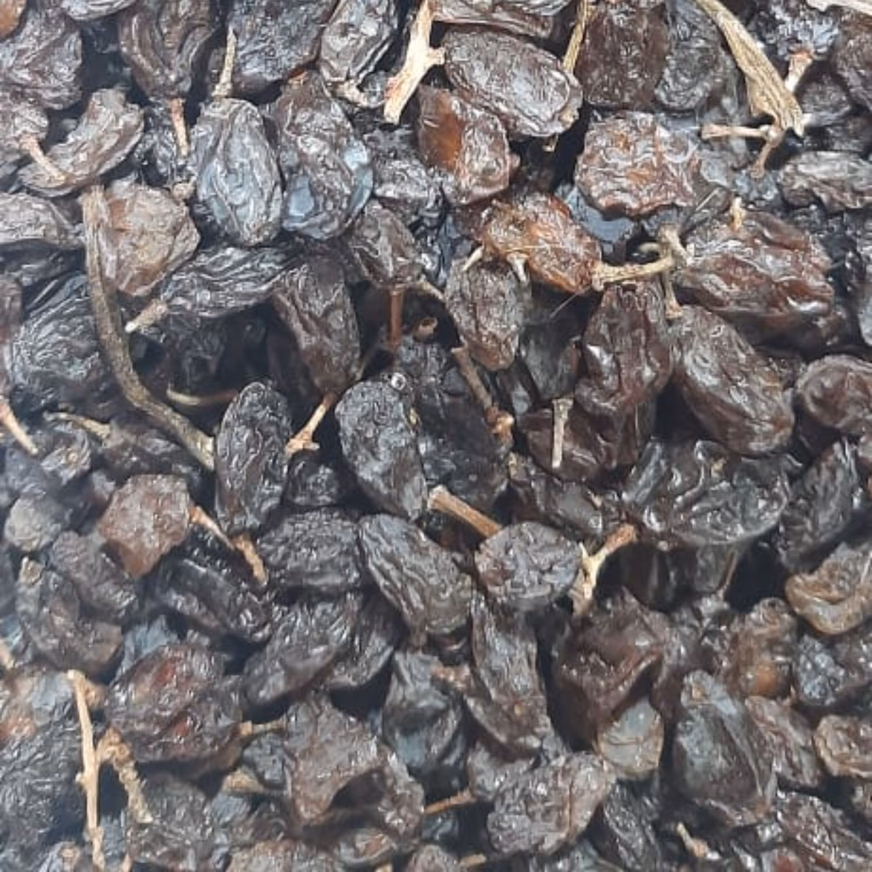 مویزدانه بلند