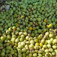 گردو تازه همراه با پوست سبز 