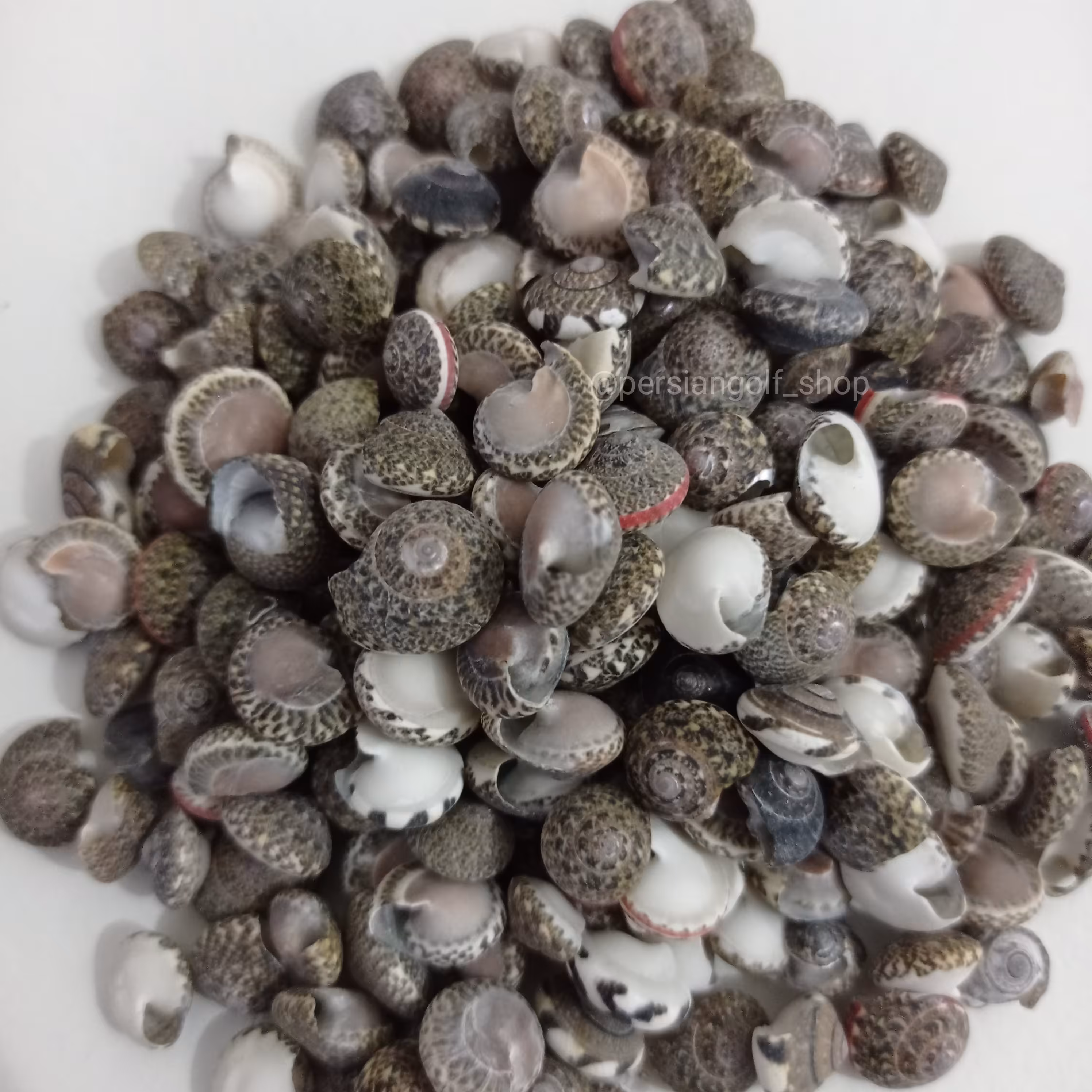 صدف عدسی طبیعی یک سانتی رنگ مشکی بسته40 گرمی (حدود 130 عدد در هر بسته) 